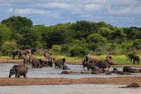 Kruger NP - Elephant Family 3